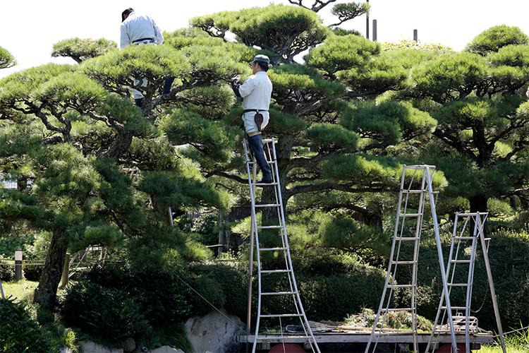 業界歴50年のベテラン技能士